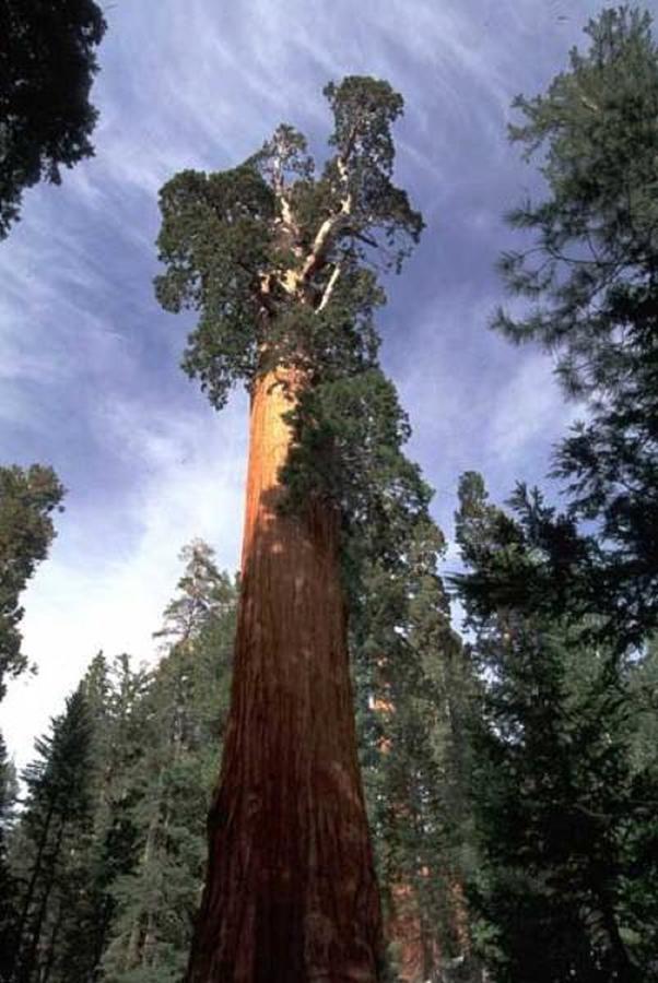Montecito Sequoia Lodge Wilsonia Exterior foto